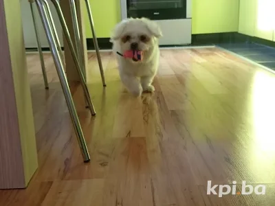 Glamour Šped 2